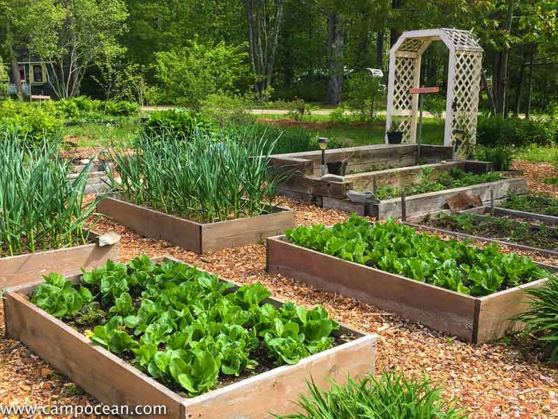 lobstergarden1-2 Campground gardens ready for some picking