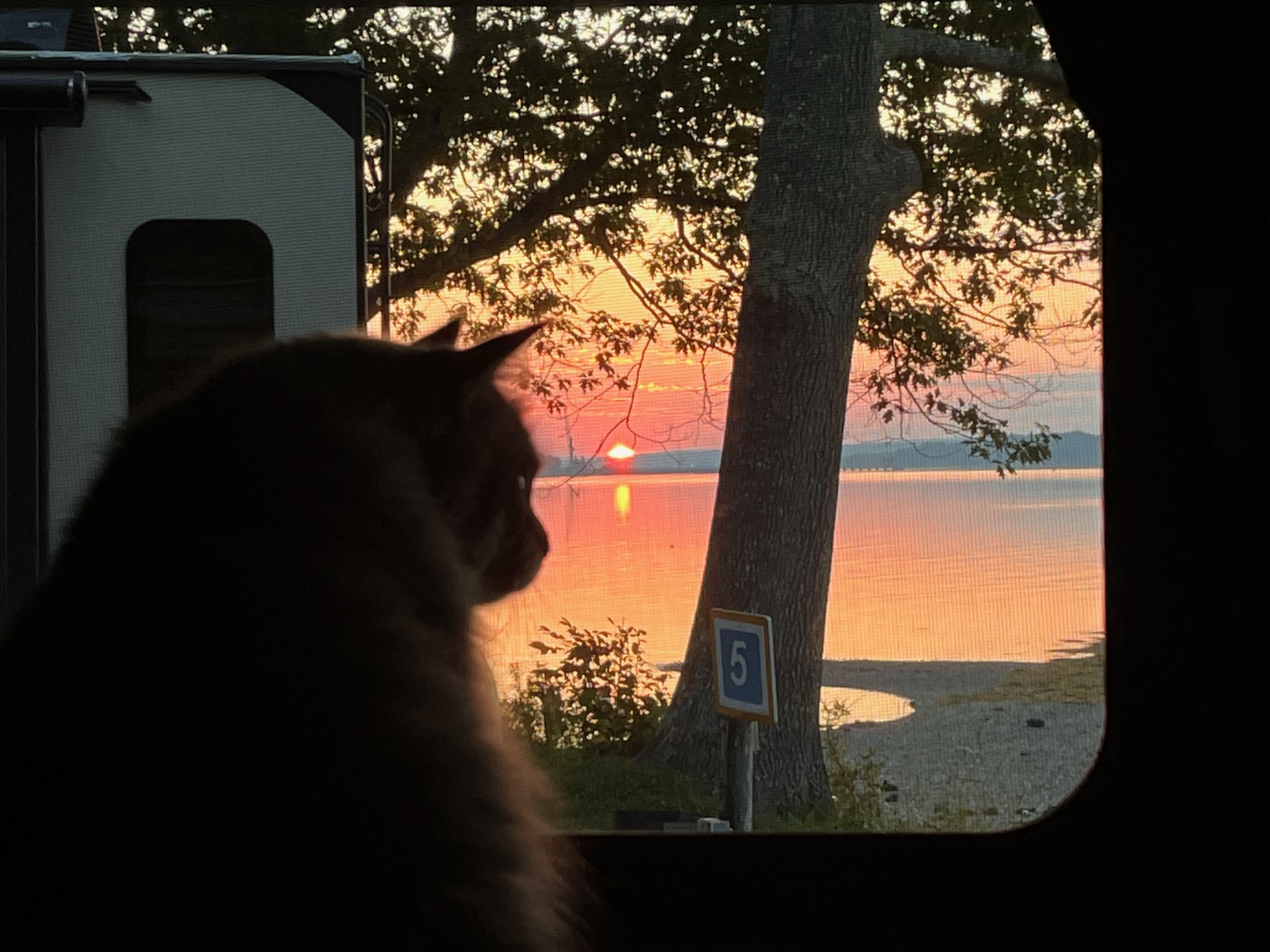 Maine Coon Cat looking out from a camper window at Penobscot Ba