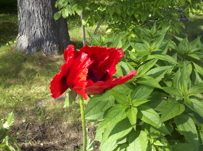 2011-06-15_15-57-35_552