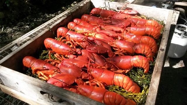 We hosted our final lobsterbake this weekend...it was an honor to participate in the memorial weekend of a beloved guest...so many memories