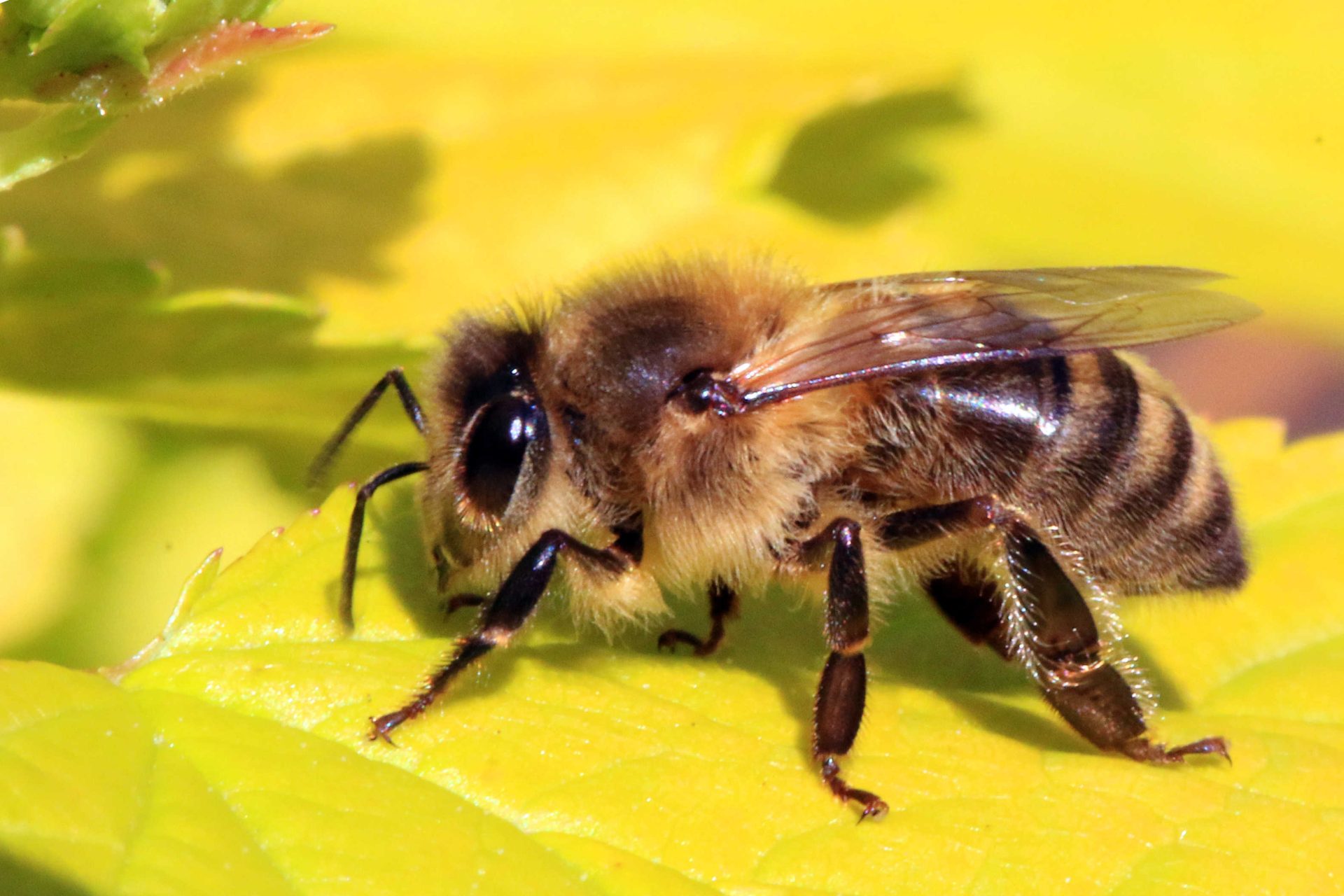 bee6