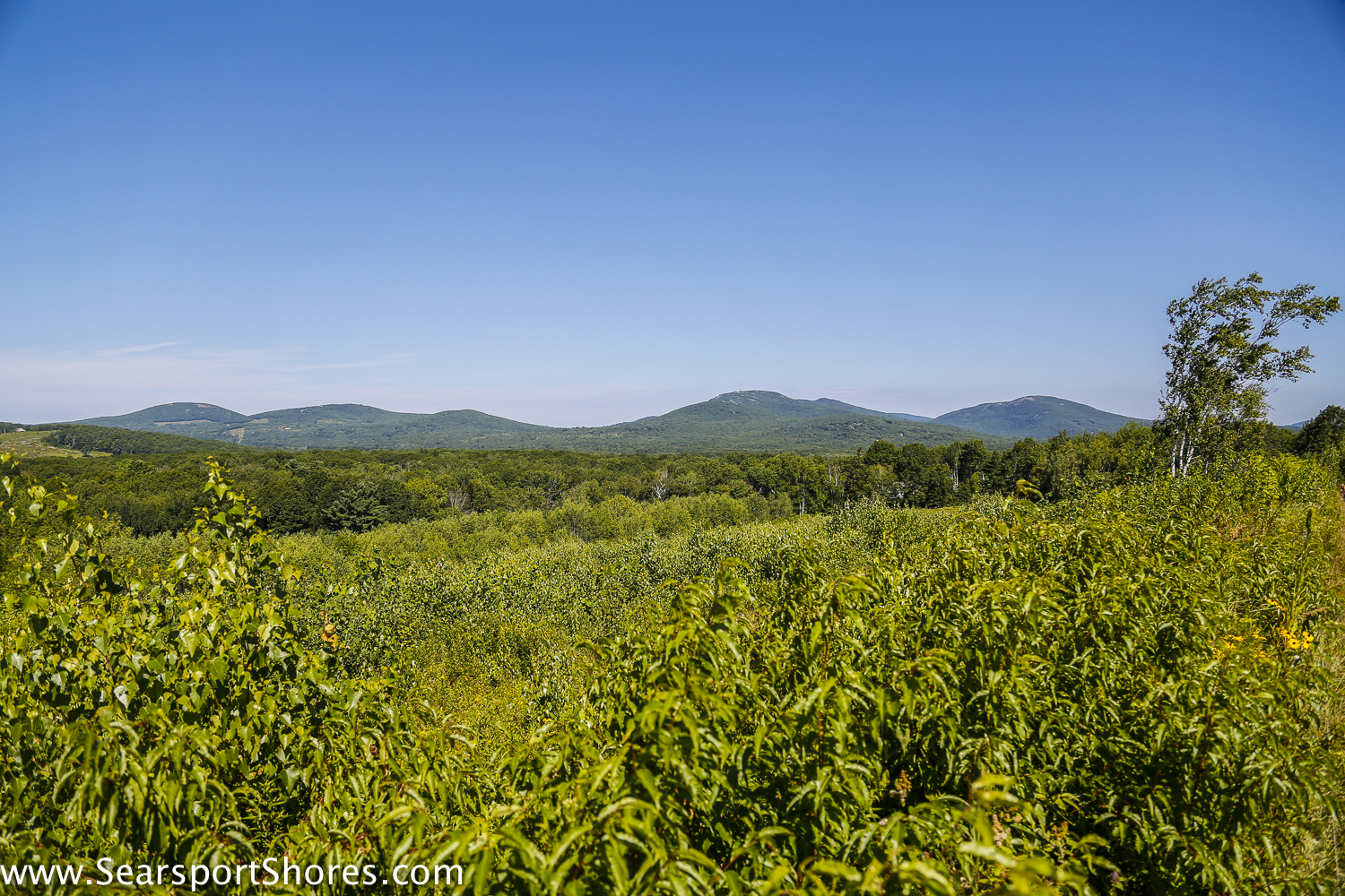 BeechHill-6