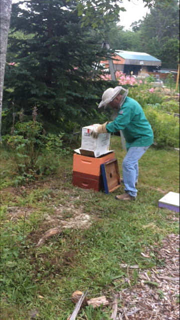 bees 5