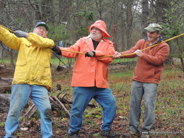 Straghtening out the trees bent over from the Christmas ice storm