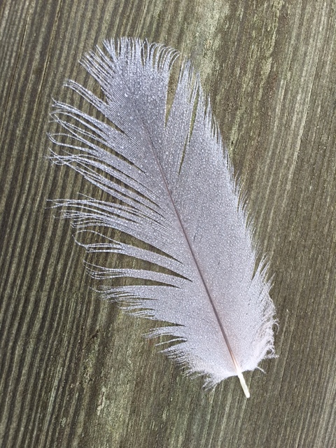 feather