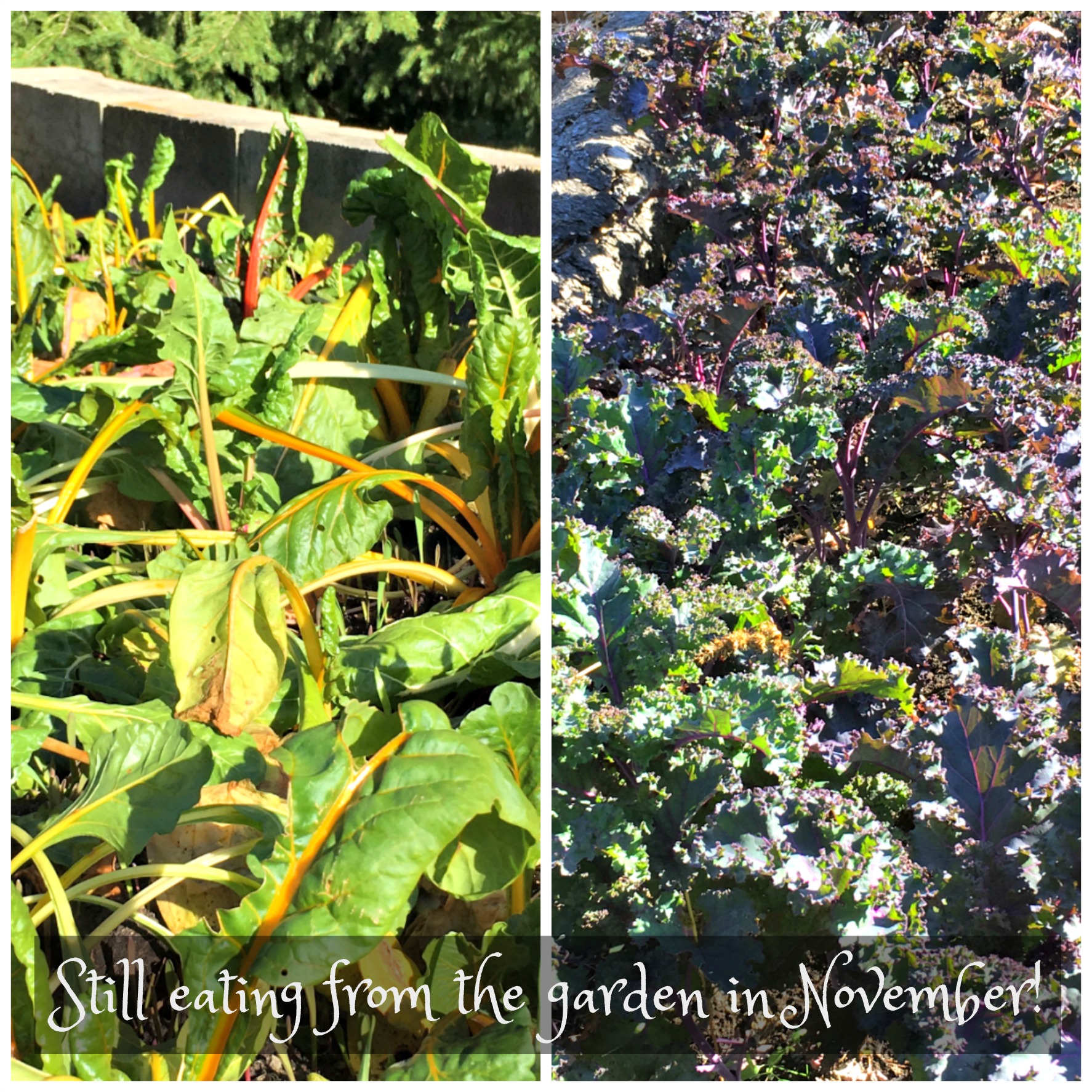 gardencollage