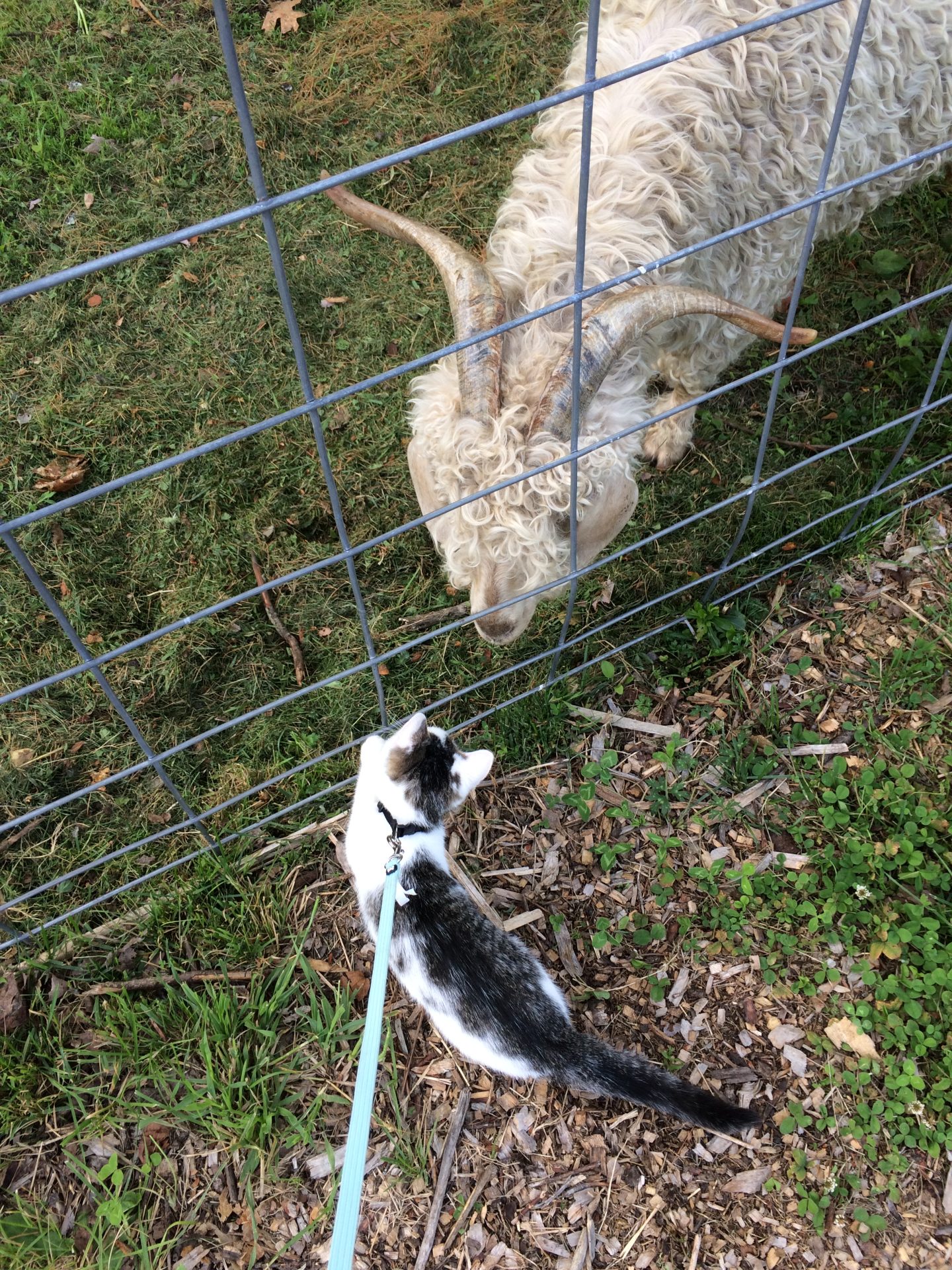 goats, cats, love, happy, searsport