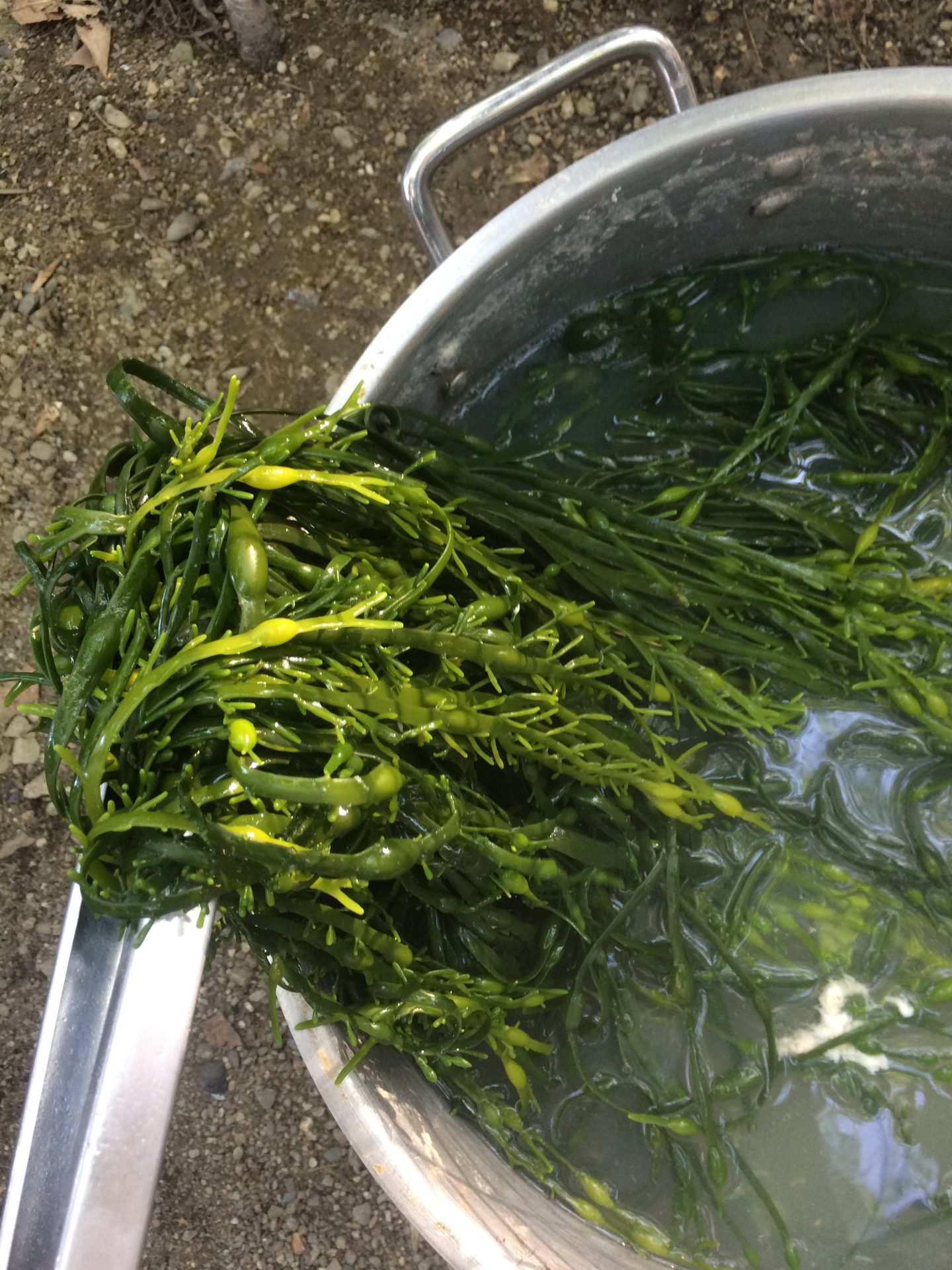 rockweed, maine, fresh, local