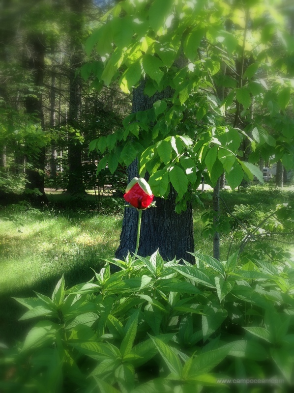 Today I watch an oriental poppy burst into full splendor