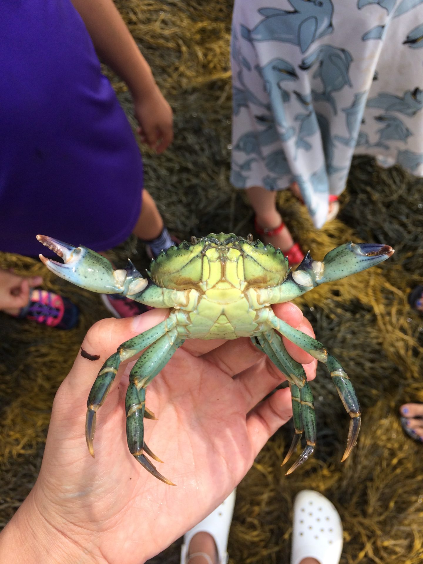 crab, invasive, maine, croc, happy, love