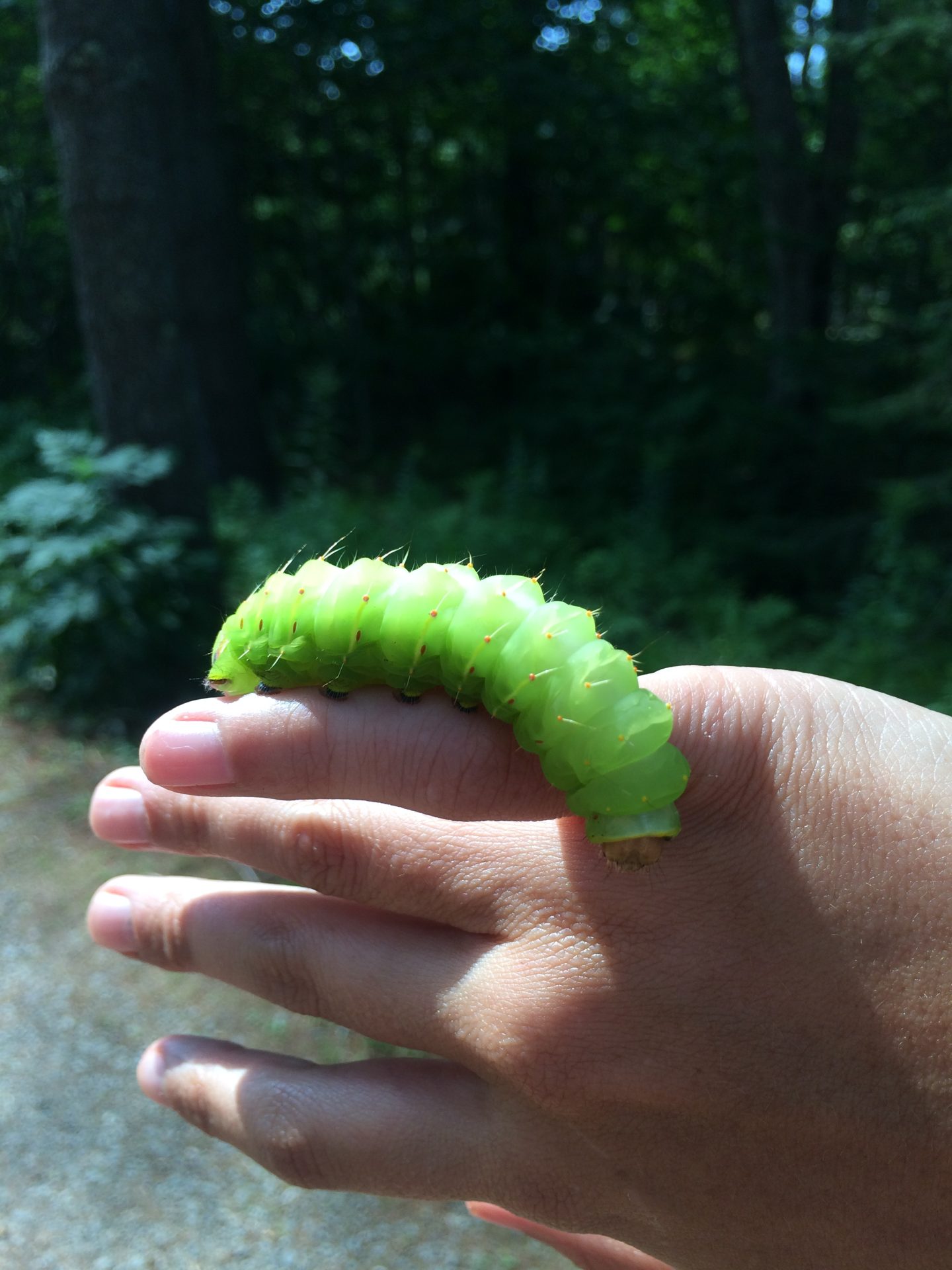 oon, eclipse, maine, luna, moth, caterpillar
