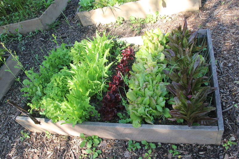 One of many beds of fresh salad freens for anyone who wants to pick while they're here.