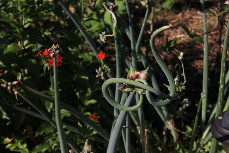 The garlic scapes are perfect this week