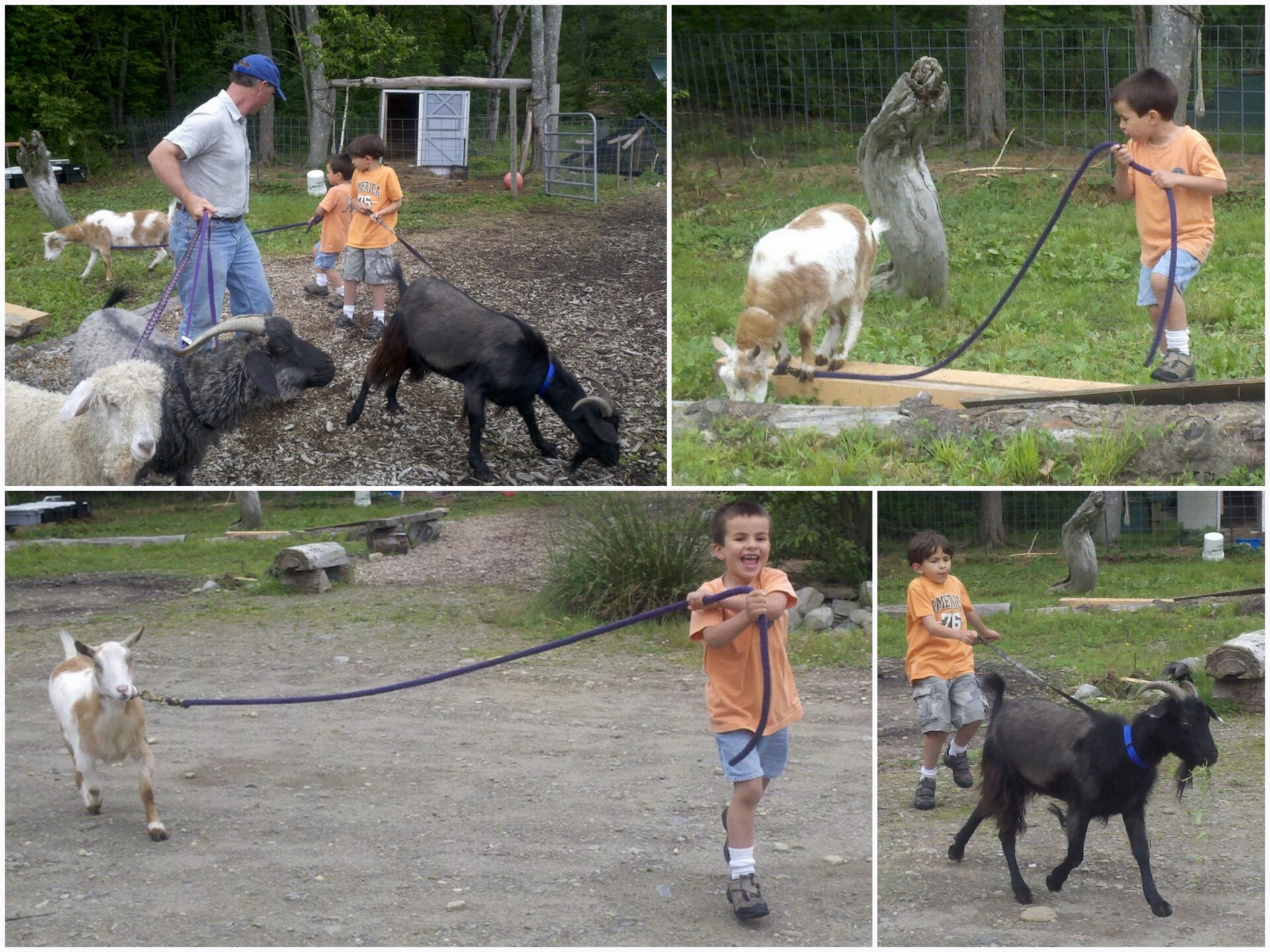 moving goats