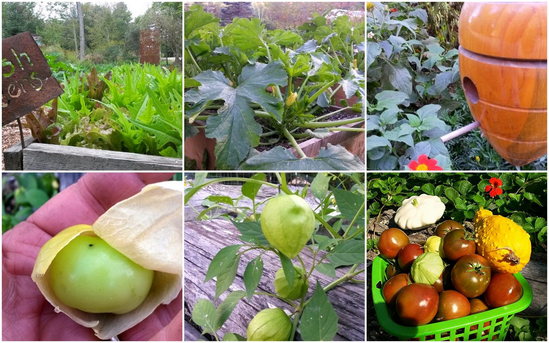 Fall Harvest...another month to go?