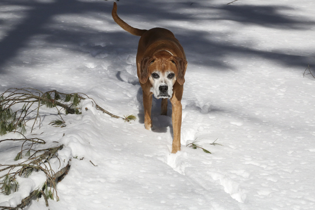 Campground hound J...the world is his in the wintertime