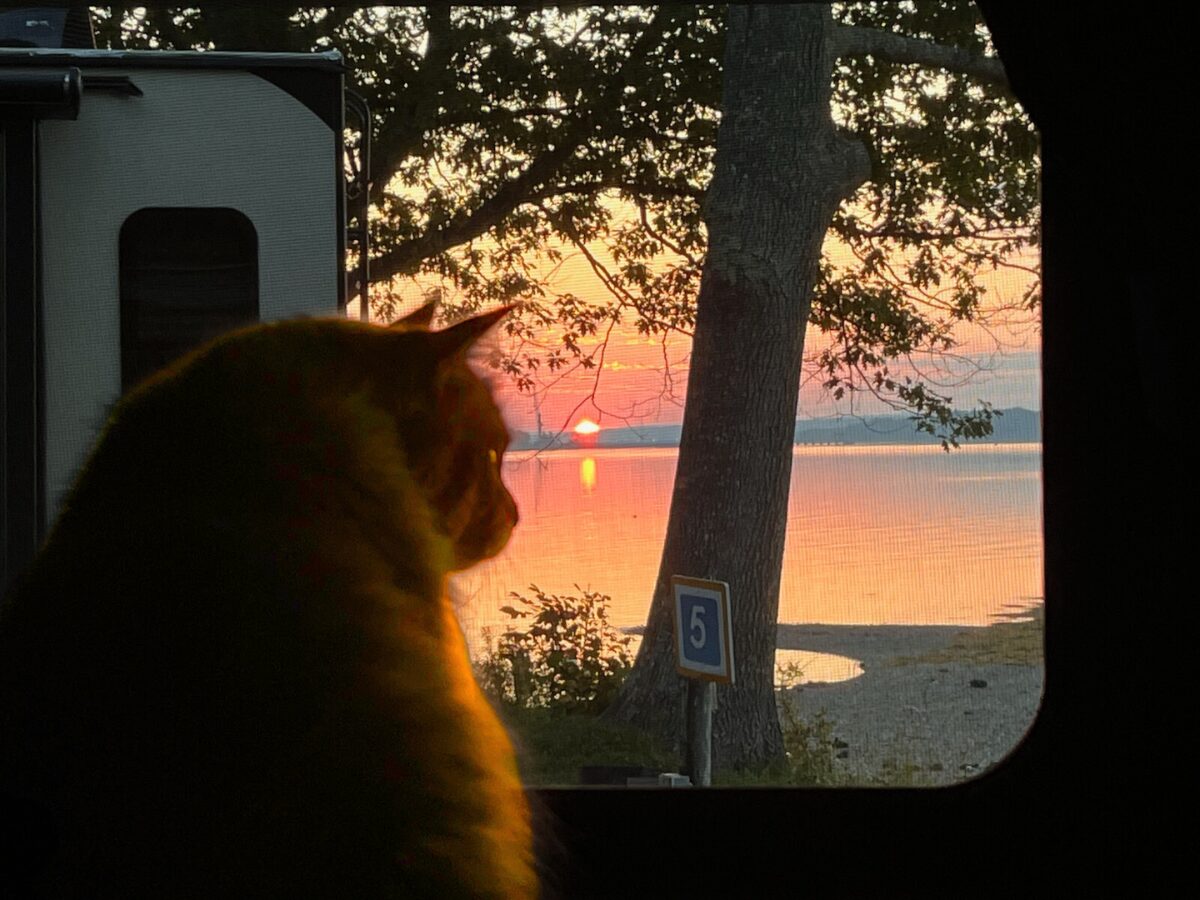 cat looking out of an RV at Searsport Shores