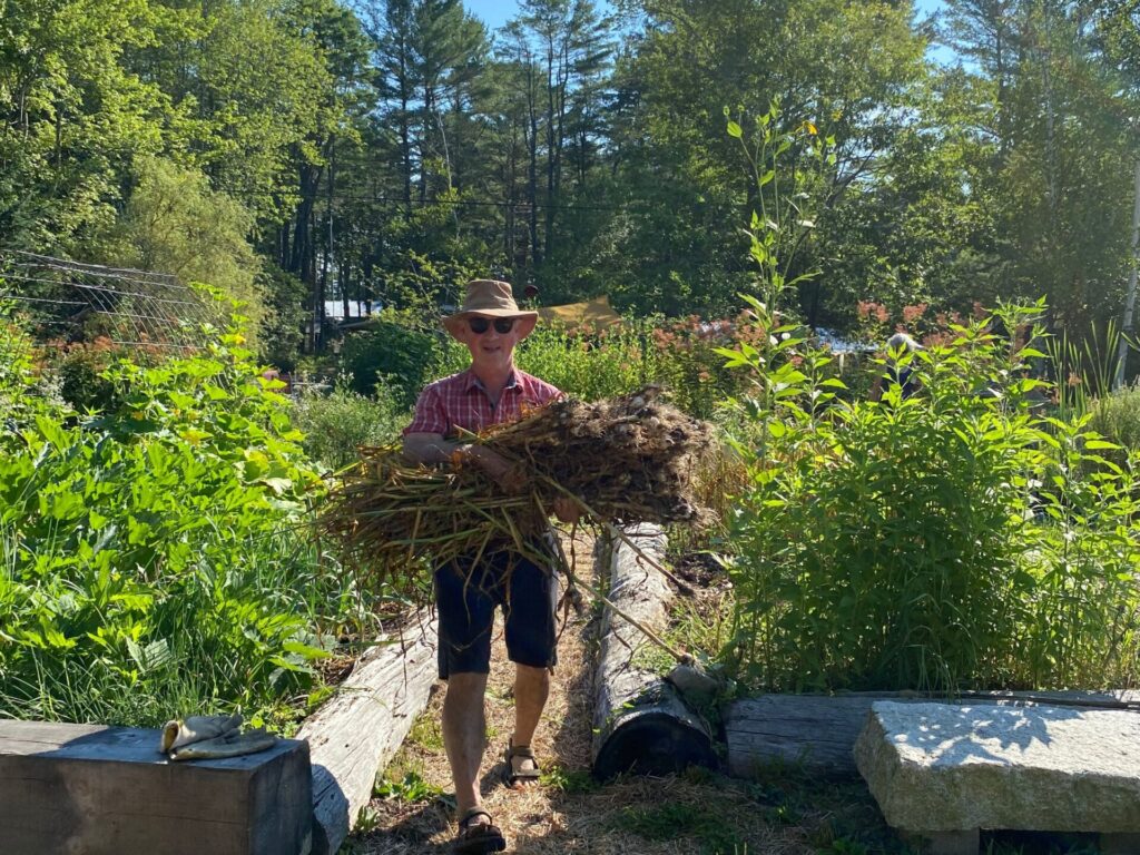 Man harvesting garlic at Searsport Shores