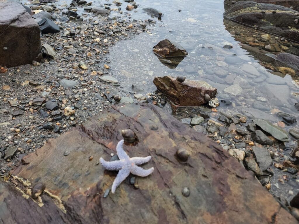 Starfish on rocky beach