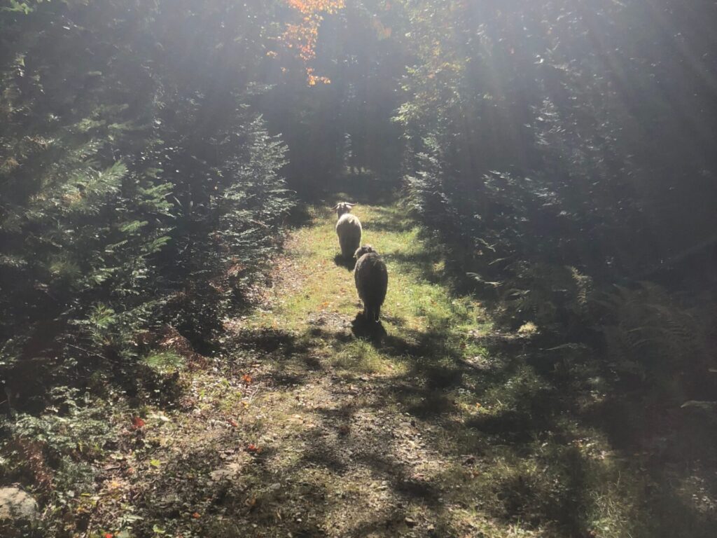 two goats walking the trails at Searsport Shores