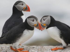 three puffins